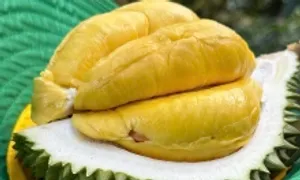 Gỡ nút thắt cho xuất khẩu sầu riêng sang Trung Quốc Gỡ nút thắt cho xuất khẩu sầu riêng sang Trung Quốc