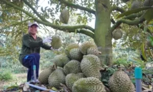 Trung Quốc duyệt thêm gần 1.000 mã số sầu riêng của Việt Nam Trung Quốc duyệt thêm gần 1.000 mã số sầu riêng của Việt Nam